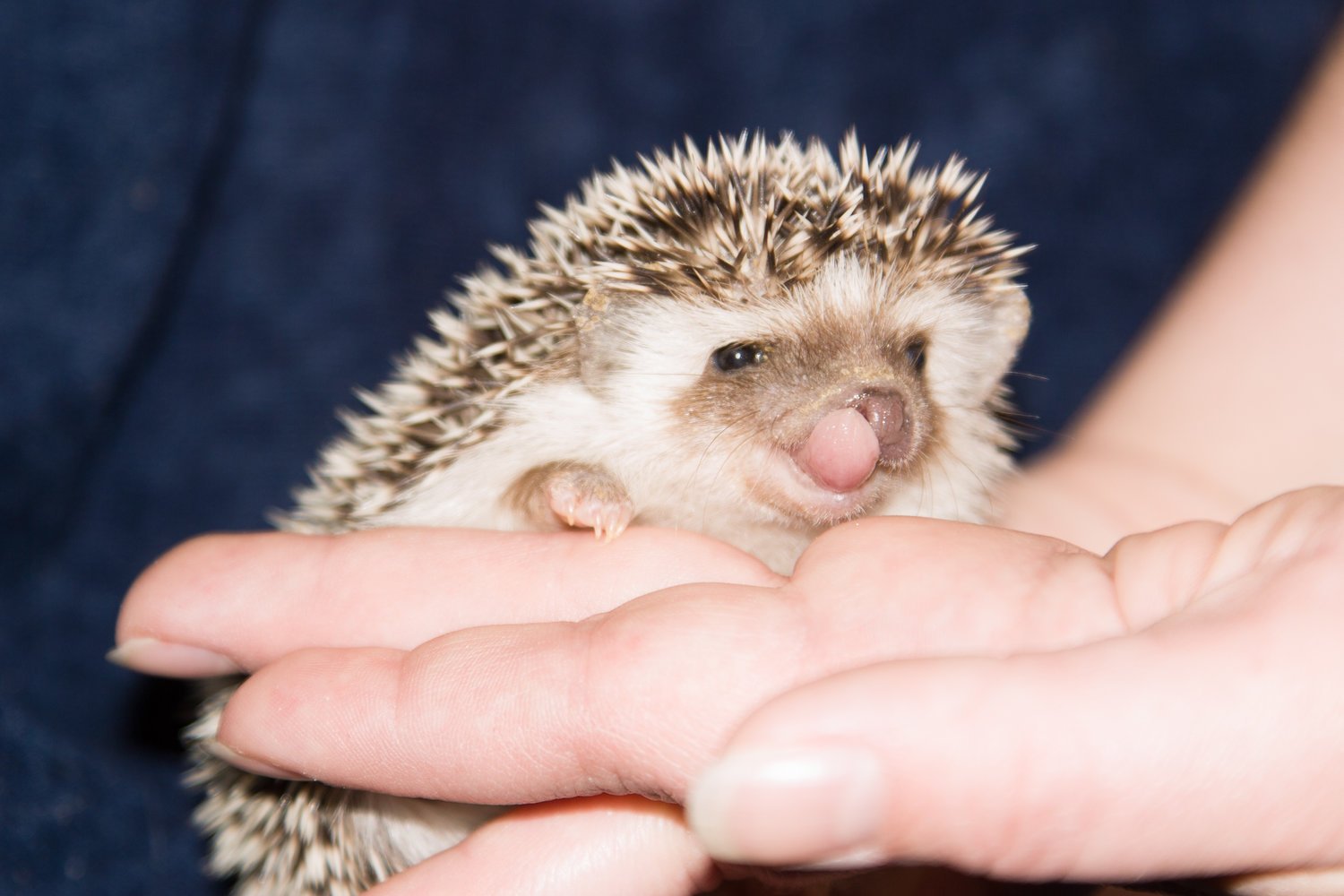 🦉 아울파크 부엉이 카페 이케부쿠로 서쪽 출구(아우루파-쿠 후쿠로-카훼 이케부쿠로 니시구치) 이미지 8